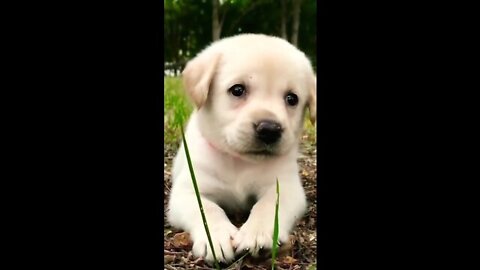 so cute funny Labrador puppies