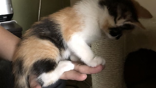 My smart kitten learns to give me high five