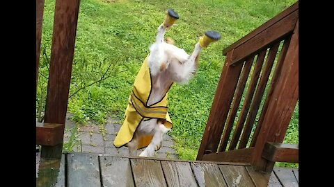 Cute dog does funny handstand down the stairs!