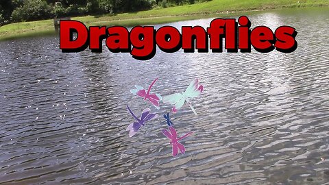 Dragonflies And Dragonfly Facts! 🌻