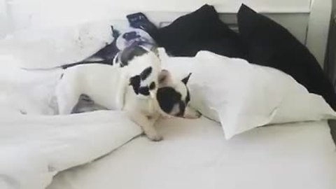 Clever cat outsmarts French Bulldog with ninja move