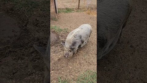 Leo running to his meal #pig #minipig #Leo #run #cute #animals #shorts