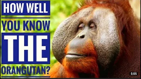 Orangutan Jantan Dewasa Makan Buah Nangka