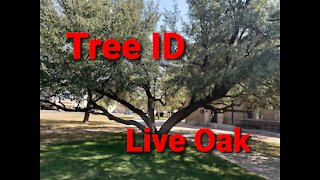 Plant ID: Live Oak Tree (Quercus fusiformis)