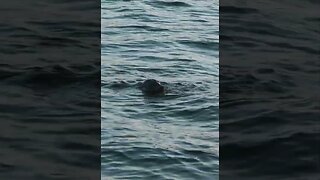 A grey seal feasting on a sting Ray in Brixham #animals #wildlife #seal #sealife #mammals #sea