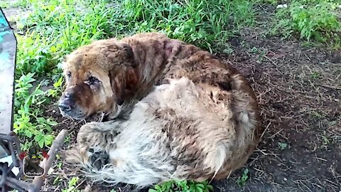 Saved a dog from a fire