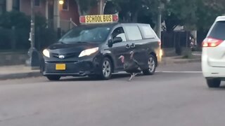 turkeys attacking Motor Vehicles