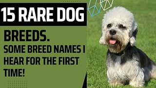 15 Rare Dog Breeds. Some breed names I hear for the first time!
