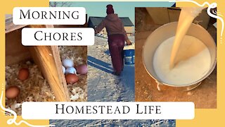 Real Homestead Morning Chores | Milking cow | Winter