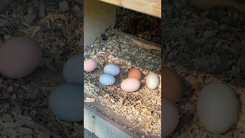 Collecting Eggs #fresheggs #backyardchickens #homestead #smallfarm #farmlife #farmanimals #foryou
