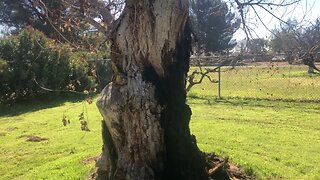 Cottonwood tree removal