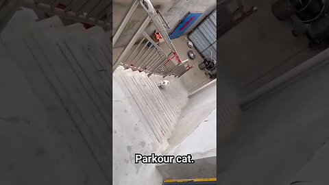 Parkour cat.