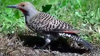 IECV NV #98 - 👀 The Northern Flicker On The Ground 5-31-2015