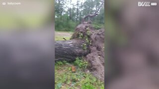 Hurricane Laura nearly kills dogs