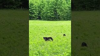 Mama and her cubs #shorts