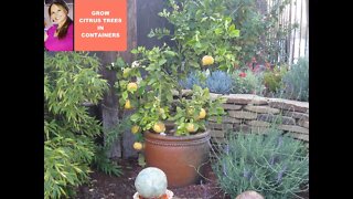 LEMON TREE CARE : GROW LEMON TREE / Meyer Lemon Tree in a Container 🌳(CITRUS)😀Shirley Bovshow