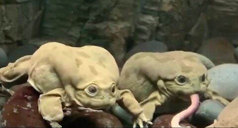 Seeing frogs from Bolivia and Peru eating