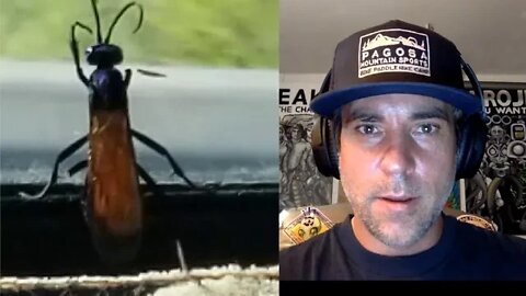 Tarantula Hawk Flies in My Van - Sacred Totems, Spirit Medicine & Synchronicity