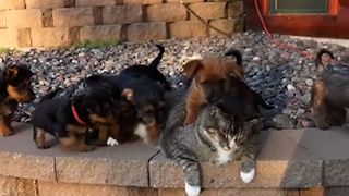 Cat Gets Swarmed By Adorable Puppies, Reacts In The Cutest Possible Way