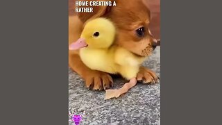The love between the puppies and ducklings 😍😍