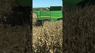 Eastern Nebraska corn harvest 9/24/23