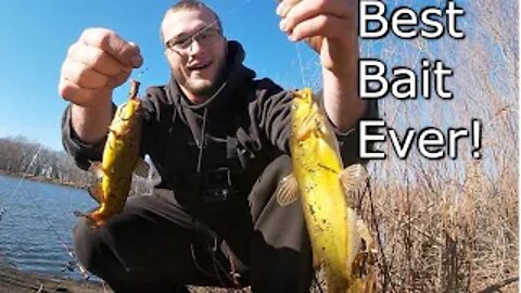 How to Catch the BEST FLATHEAD Catfish Bait!