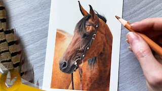 Drawing A Horse With Colored Pencils