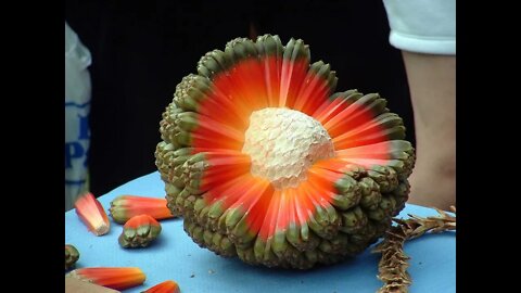 Top 10 Tropical Fruits You've Never Heard Of