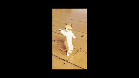 Cute cat dancing 😻😹❤️