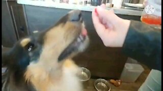 Dogs try boba for the first time!?