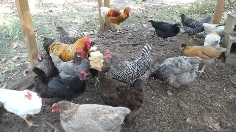 Mixed nut, puffed rice, coconut concoction for the chickens.