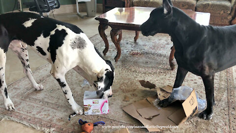 Great Danes Use Teamwork To Open An Amazon Box Of Cat Food