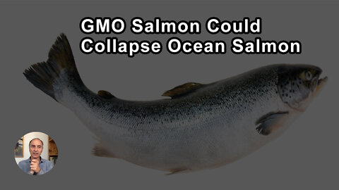 If GMO Salmon Were To Escape Into The Ocean We Might See A Collapse Of Salmon - Jeffrey Smith