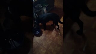 puppies doing trick?