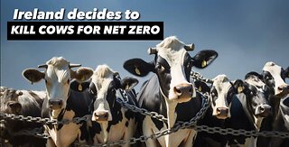 Ireland decides - to kill cows for Net Zero!