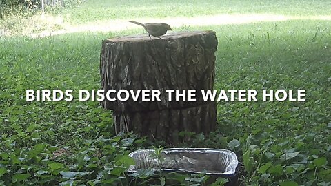 Birds Discover The Water Hole