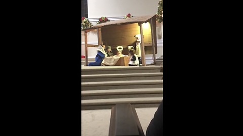 Little Actress Saves Jesus From The Manger