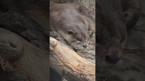 Otters slepp #otter #otter #animals #otters #otterlucu #berangberang #funny #babyotter