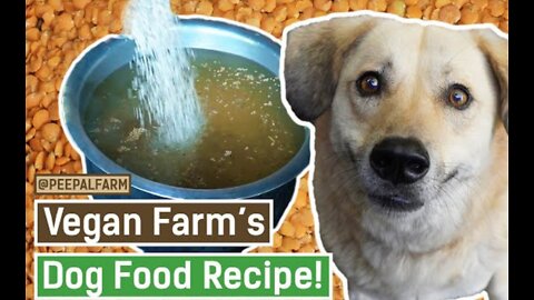 Ghar par dog food kaise banaye | Dog food at home | Vegan Dog Food | Dog Food Recipe