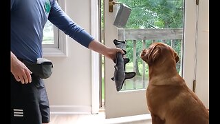 Dog learns how to open the door