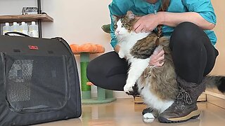 BIGGEST CAT I’ve ever GROOMED | MASSIVE RAGDOLL SHAVEDOWN