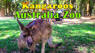 Kangaroos at Australia Zoo - A Cute Kangaroo Video