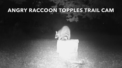 Angry Raccoon Topples Trail Cam