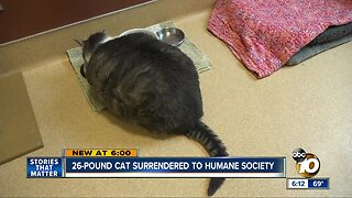 26-pound cat surrendered to San Diego Humane Society