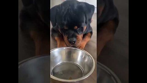 Never take food from a Rottweiler