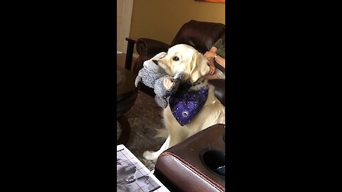Service dog sucks on his stuffed animal like a pacifier