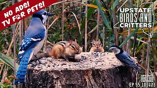 Upstate Birds And Critters: Ep 55 — 101423 [ No ads ] Cat TV Dog TV