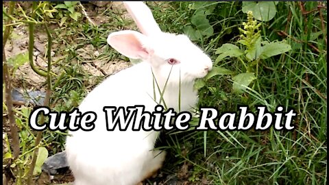 Cute white Rabbit feed