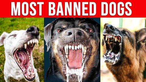 Top 10 Most Banned Dogs in the World - DogsWised