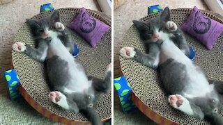 This Kitten Is More Relaxed Than You'll Ever Be!